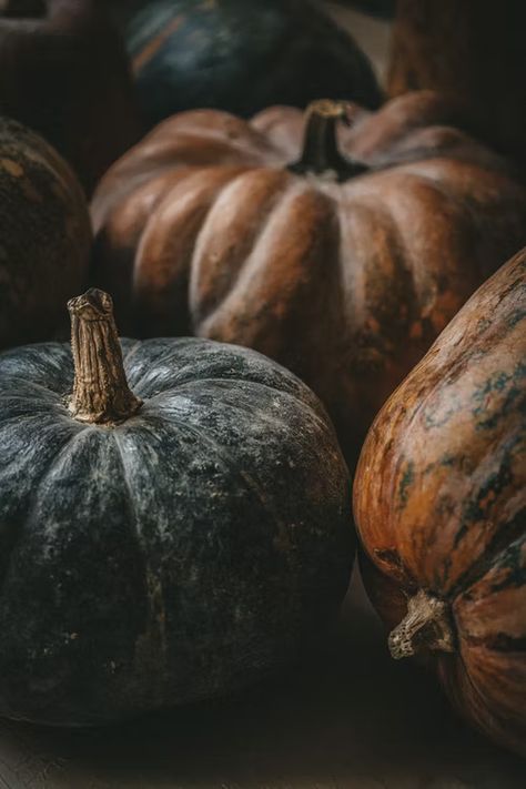 Moody Pumpkins, Photos Of Nature, Forest Falls, Autumn Witch, Pumpkin Wallpaper, Free High Resolution Photos, Black Pumpkin, Fruit Wallpaper, Forest Decor