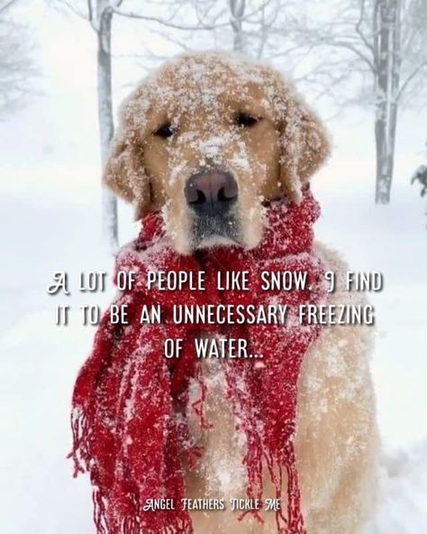 Winter Meme, Cold Weather Funny, Cold Weather Quotes, Winter Humor, Good Morning Winter, Storm Quotes, Funny Happy Birthday Wishes, Dog Breath, Animal Puns