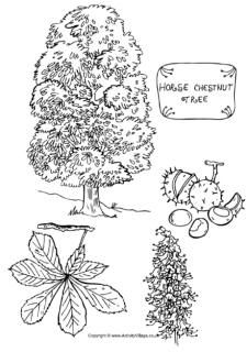 Horse chestnut tree colouring page Tree Colouring Pages, Tree Colouring, Fall Templates, Tree Craft Ideas, Horse Chestnut Tree, Tree Unit, Tree Activities, Horse Chestnut Leaves, Tree Line Drawing