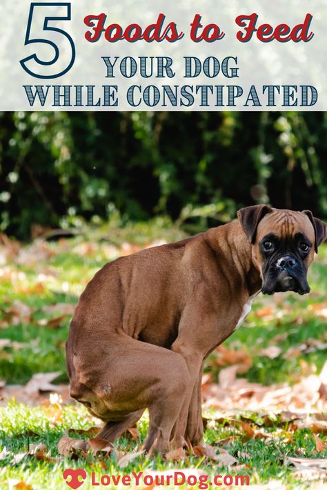 Constipation In Dogs, Constipated Dog Home Remedies, Constipation Relief For Dogs, Dog Constipation Remedies, Fiber For Dogs, What To Feed Dogs, Constipated Dog, Foods Dogs Can Eat, Dog Remedies