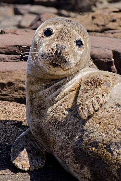 Grey Seal Pup | by MOZBOZ1 Harp Seal Pup, Grey Seal, Harp Seal, Seal Pup, Afternoon Sun, Marine Environment, Marine Mammals, Sea Lion, Art Galleries