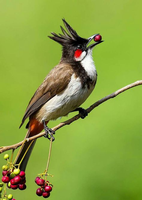 RED WHISKERED BULBUL. Red Whiskered Bulbul, Bulbul Bird, Garden Animals, Tiny Bird, Christmas Snow Globes, Rare Birds, Bird Pictures, Tropical Birds, Bird Photo