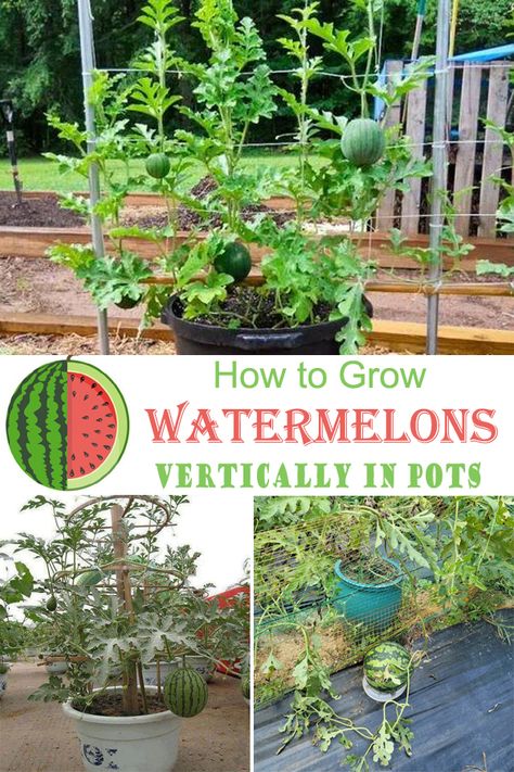 Learn all about How to Grow Watermelon in Pot Vertically and enjoy this plump, sweet and juicy fruit in the smallest of spaces. Grow Watermelon, Growing Melons, How To Grow Watermelon, Watermelon Plant, Bucket Gardening, Veg Garden, Home Vegetable Garden, Container Gardening Vegetables, Creative Gardening