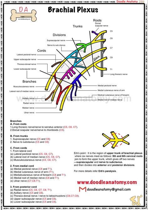 Brachial Plexus Anatomy, Brachial Plexus Drawing, Brachial Plexus, Radial Nerve, Ulnar Nerve, Median Nerve, Nerve, Plexus Products, Anatomy