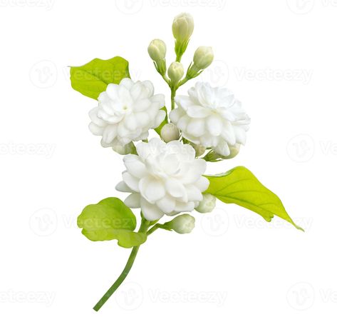 Jasmine flower isolated on white background with clipping path, symbol of Mothers day in thailand Watercolor Jasmine Flower, Jasmine Flower Illustration, Jasmine Flower Background, Egyptian Jasmine Flower, Jasmine Flower Fairy, Jasmine Flower, Free Stock Photos, White Background, Royalty Free Stock Photos