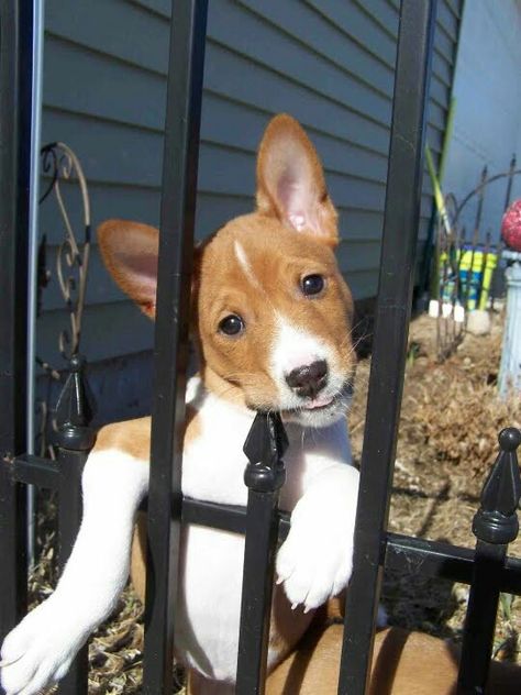 Basenji Basenji Puppy, Basenji Dog, Basenji Dogs, Animals Tattoo, Tattoo Nature, Cheap Dogs, Dogs Cute, Nature Wallpapers, Yorkshire Terrier Puppies