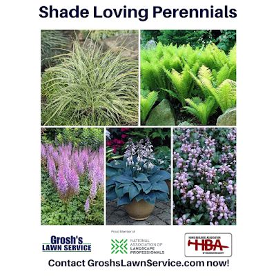 Flowers For Shade, Shade Loving Plants, Plants Under Trees, Seeding Lawn, Grow Wildflowers, American Meadows, Growing Lavender, Growing Dahlias, Hosta Plants