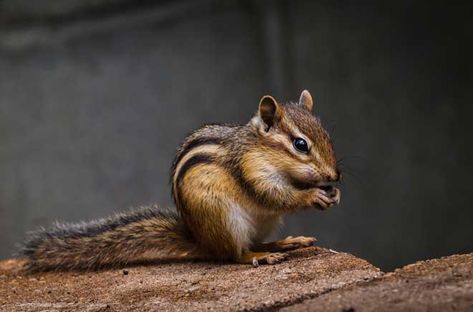 © agapeoutdoors / Fotolia Get Rid Of Chipmunks, House Yard, Chipmunks, Animals Wild, Baby Animals, The House, Yard, Animals