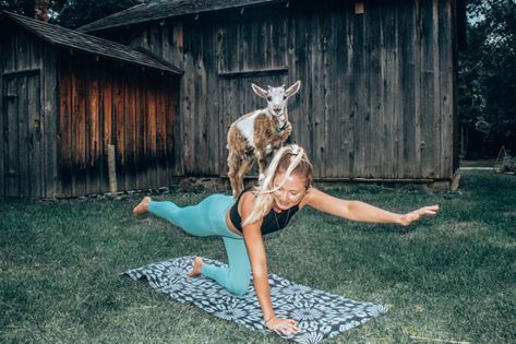 Yoga With Goats, Animal Yoga, Goat Yoga, Yoga Guide, Deer Creek, Yoga Wellness, Wellness Yoga, Yoga Pictures, Wellness Travel