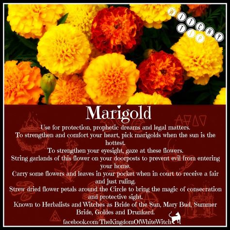 Magical Uses For - Marigold Marigold Witchcraft, Marigold Magic, Happiness Spell, Candle Color Meanings, Wicca Recipes, Planting Marigolds, Magickal Herbs, Magic Herbs, Magical Herbs