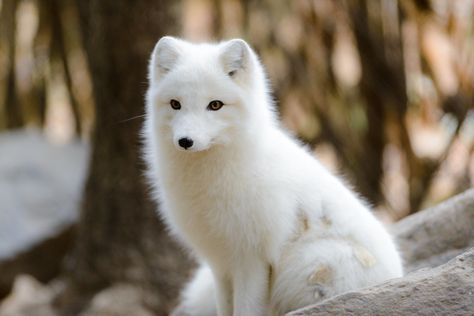 Arctic Fox Glowing in the Sun | Eric ... Baby Arctic Fox, Volpe Artica, Baby Snow, Arctic Tundra, Fox Pictures, Pet Fox, Arctic Animals, Arctic Fox, Endangered Animals