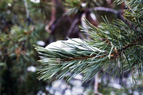 Learn how to remove Christmas tree flockings with these tips! http://www.howtocleanstuff.net/how-to-remove-christmas-tree-flocking?utm_source=&utm_medium=&utm_campaign=&utm_content= Tree Flocking, Tree Bows, Snow Flock, Flocked Trees, Fake Snow, Fake Trees, Christmas Tree Bows, Faux Snow, Flocked Christmas Trees