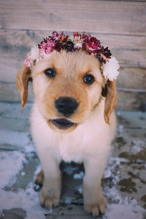 strawflowers Puppy Flowers, Crown Diy, Golden Puppies, Diy Flower Crown, Diy Crown, Golden Retriever Puppy, Retriever Puppy, Flower Crown, Golden Retriever