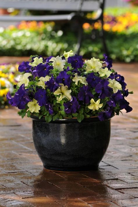 When it comes to annuals, petunias are traditional favorites. In this combination, they get a modern color makeover with the pairing of Sophistica Lime Green and Dreams Midnight petunias. Seed sellers create this mashup, growers raise it in the greenhouse, and you can buy the perfectly proportioned result. Look for it in 4- to 10-inch pots. Recipe: Buy a pre-planted pot and drop it into your own container. Aim for one to three plants per 10-inch pot. Lime Jam, Petunia Plant, Garden Catalogs, Hgtv Garden, Flower Containers, Potted Flowers, Container Gardening Flowers, Container Ideas, Beautiful Yards