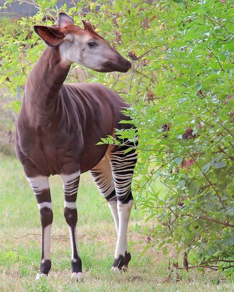 Okapi Animal, Melanistic Animals, Animal Infographic, Africa Wildlife, Zebras Animal, Animal Print Wallpaper, African Wildlife, Pretty Animals, Fluffy Animals