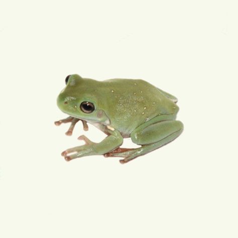 Whites Tree Frog, Grunge Png, Green Tree Frog, Aesthetic Objects, Png Aesthetic, Themes App, Png Icons, Widget Icon, Frog And Toad