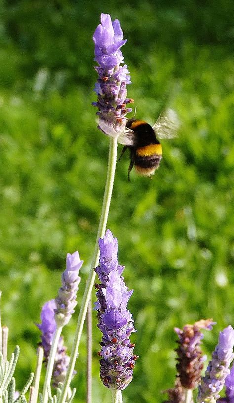 This photo was taken in New Zealand - Bumble Bee on Lavender Bumble Bee Asleep In Flower, Bumblebee Photography, Bumble Bee Wallpaper, Bee On Lavender, Rhino Beetle, Bee Photography, Bee Pictures, Bee Painting, Bee Photo