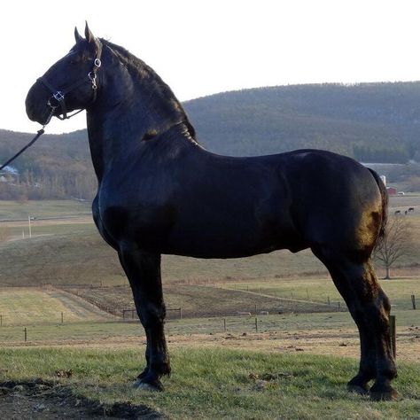 2010 Supreme World Champion Percheron stallion  Windermeres North American Maid (Moose) Owned by Windermere Farms Percherons  He stands 19.2 hands Percheron Horse, Percheron Horses, Big Horses, Draft Horse, Black Horses, Work Horses, Friesian Horse, Majestic Horse, Horses And Dogs