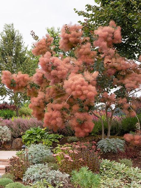 Easy Beauty: Colorful low-maintenance plants for a beautiful garden Monrovia Plants, Patio Trees, Plant Catalogs, Low Maintenance Plants, Flowering Shrubs, Small Trees, Dream Garden, Urban Garden, Garden Inspiration