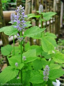 Flavored Teas, Anise Hyssop, Garden Cooking, Herbal Recipes, Cottage Life, Tea Recipe, Flavored Tea, Perennial Garden, Medicinal Plants