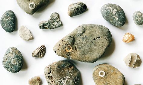 Identifying Rocks, Fossil Identification, Silurian Period, Indian Money, Lake Michigan Stones, Michigan Rocks, Crinoid Fossil, Rock Identification, Rock Club