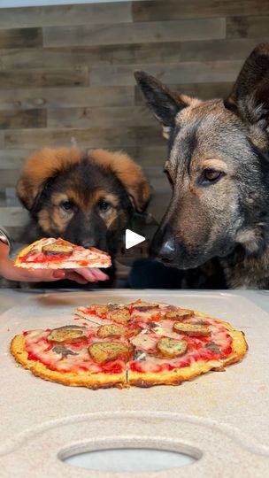 453K views · 14K reactions | Pupperoni Pizza For Dogs Recipe | Pupperoni Pizza For Dogs Recipe 🍕 #pizza #dogtreats #dogrecipe #puppy #dog #germanshepherd | By Jade the Sable GSD | Facebook Dog Pizza, Doggie Treats, Dog Cookies, Dog Recipes, Healthy Dog Treats, Animal Care, Chicken Nuggets, Animal Videos, Diy Dog Stuff