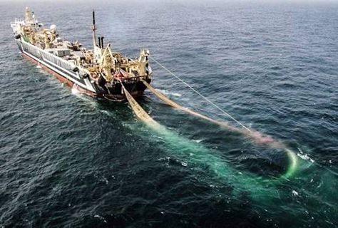 The MFV "Margiris", the world's second largest fishing trawler entered Irish waters Fishing Trawler, Hunting Videos, Festival Photo, Dead Fish, Protect Nature, Fishing Vessel, Marine Ecosystem, Marine Conservation, Marine Environment