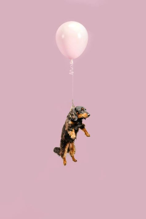 a dog floating in the air with balloons Baby Elephant Images, Pet Photography Studio, Giraffe Images, Elephant Images, Dachshund Art, Dog Photoshoot, 강아지 그림, Animal Room, Dog Projects