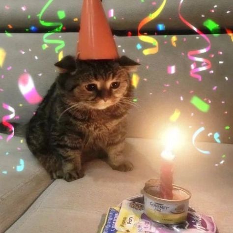 My Birthday, A Cat, Birthday