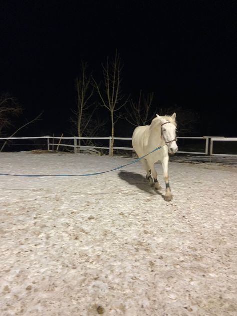 Hanoverian, Horse Heart, Eventing Horses, Grey Horse, Horse Jumping, Horse Life, White Horse, Equestrian, Horses