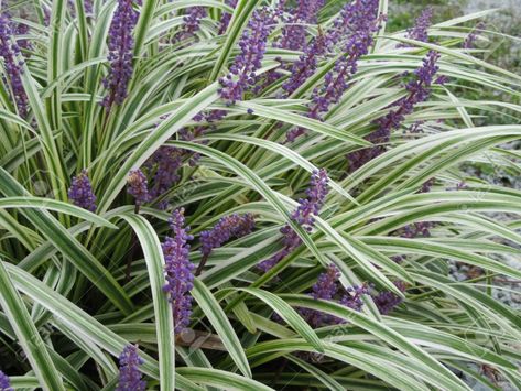 Liriope Landscape, Variegated Liriope, Lily Turf, Monkey Grass, Liriope Muscari, Evergreen Flowers, Late Summer Flowers, Geranium Plant, Hardy Hibiscus