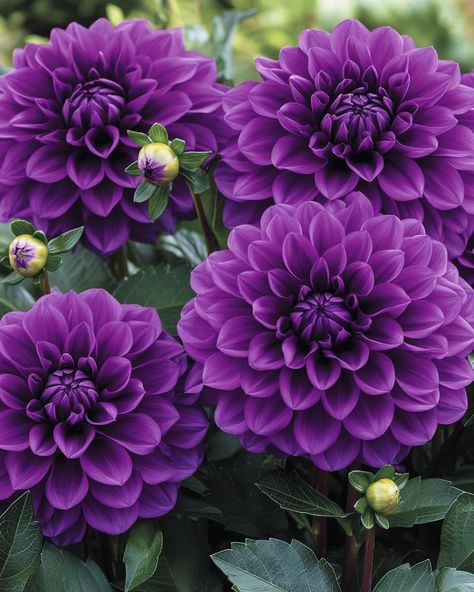 Dark Purple Dahlia, Purple Dahlia, Dark Purple, Dahlia, Flower Girl, Purple, Flowers, Quick Saves