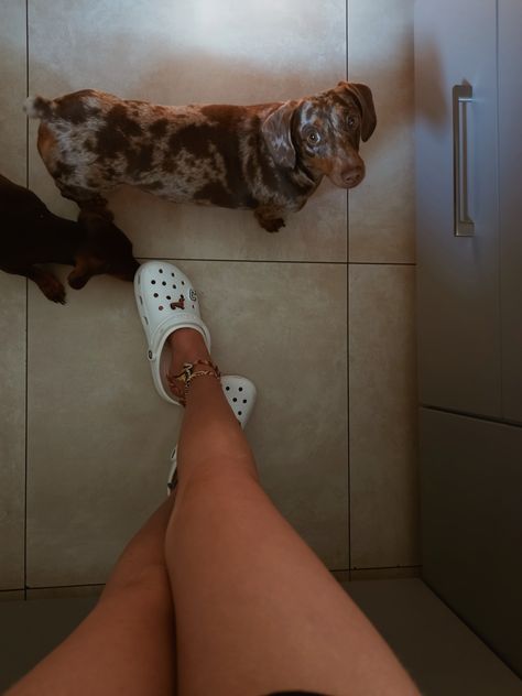 Vsco Crocs, Crocs Vsco, Sausage Dog Puppy, Dachshund Breed, White Crocs, Sausage Dog, Dog Puppy, Dachshund, Dogs And Puppies