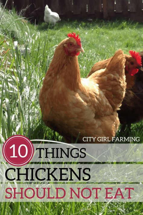 How Many Chickens Do I Need, What Can Chickens Eat, Food For Chickens, Easter Eggers, Bantam Chickens, Raising Chicks, Feed Store, Chicken Farming, Backyard Chicken Farming