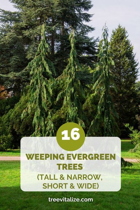 Find the perfect weeping evergreen tree from our selection of 16 varieties, ranging from tall and narrow to short and wide. Ideal for adding year-round beauty and structure to your garden, these trees offer unique forms that create visual interest in any space. Take a look at these beautiful trees right now or save this pin for later to help you find the perfect weeping evergreen for your needs! Bush's Lace Engelmann Spruce, Droopy Pine Tree, Weeping Evergreen Trees, Weeping Evergreen, Small Evergreen Trees, Weeping Alaskan Cedar, Weeping White Spruce, Weeping Blue Atlas Cedar, Weeping Norway Spruce