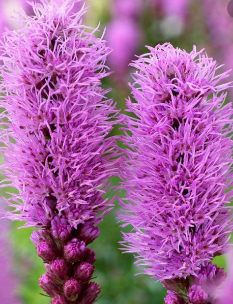 Zyla Summer, Liatris Flower, Liatris Kobold, Liatris Aspera, Ligularia Reniformis, Liatris Spicata Kobold, Flower Identification, Floral Design Classes, List Of Flowers