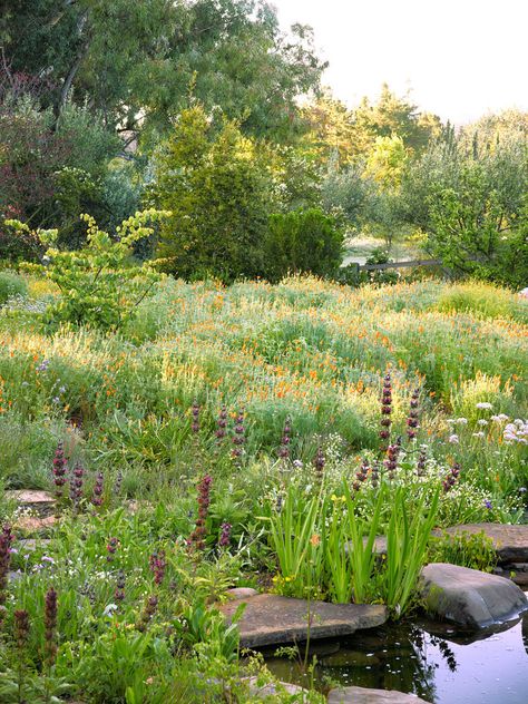 10 Ideas for Designing a Meadow Garden Wild Garden Ideas, Spring Planting Guide, Meadow Field, Nature Pond, Garden Checklist, Garden Meadow, Colourful Garden, Garden Escape, Bug Hotel