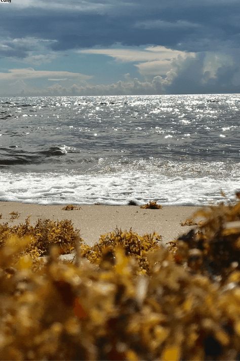 How to make Sea moss gel: https://youtu.be/AUdz5QLK5iA Hello friend, Checkout today’s video focusing on a superfood - Irish SeaMoss, from a brand I like. Enjoy and thank you for engaging with me. #LifestyleChange #Journal #Videojournaling #PCOSAwareness #PlantBased #ElectricFood #Alkaline #DrSebi #100DaysChallenge #Fasting #Detox #HealthyLifestyle #NaturalMedicine #SeaMoss #IrishSeaMoss #SuperFood Sea Moss Aesthetic, What Is Sea Moss, Make Sea Moss Gel, Irish Sea Moss, Sea Moss Gel, Adobe Illustrator Graphic Design, Dr Sebi, Electric Foods, Makeup Class