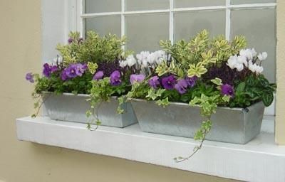 window box - dry wall mud pan for back deck Winter Hanging Baskets, Winter Planting, Winter Pots, Winter Window Boxes, Fall Window Boxes, Winter Container Gardening, Flower Shelf, Window Garden, Plant Window