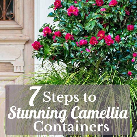 With evergreen foliage and lasting blooms, camellias make ideal container specimens. Follow these tips from Southern Living! #southernlivingplants #camellias #fallgardens Camillia Bush, Camelia Tree, Yuletide Camellia, Camellia Tree, Camellia Plant, Southern Living Plant Collection, Southern Living Plants, Shade Shrubs, Fall Gardening