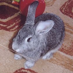 Breed profile of the Chinchilla rabbit, a docile and gentle breed with very soft, silky fur and popular as pets.  Chinchilla rabbits are generally quite docile, good natured and very gentle. They are intelligent, curious and playful rabbits and enjoy company and attention. Chinchillas are usually good with children and are also well-suited as house rabbits. Chinchilla Rabbit, Soft Silky Hair, Meat Rabbits, Rabbit Breeds, Rabbit Eating, House Rabbit, Chinchillas, Silky Hair, Rabbits