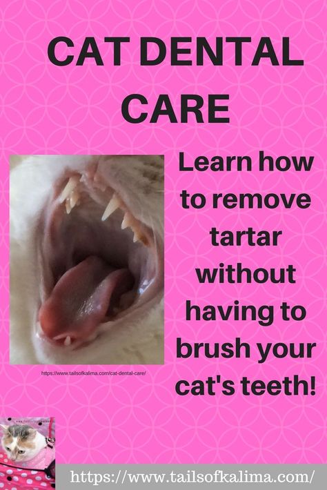 Cat Dental Treats, Kittens Care, Cat Teeth, Pet Dental Care, Cat Tips, Adorable Creatures, Cat Language, Nice Teeth, Cat Ideas