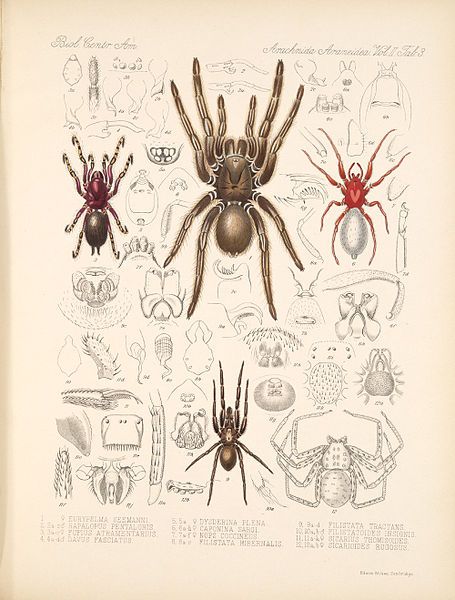 spiders Spider Illustration, Scientific Drawing, Animal Plates, Creepy Spider, Science Illustration, Arthropods, Insect Art, Scientific Illustration, Arachnids