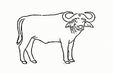 African Buffalo Drawing Cape Buffalo Drawing, Buffalo Drawing Easy, Body Pencil Drawing, Buffalo Drawing, Cape Buffalo, African Buffalo, Drawing Step By Step, Want To Draw, Drawing Step