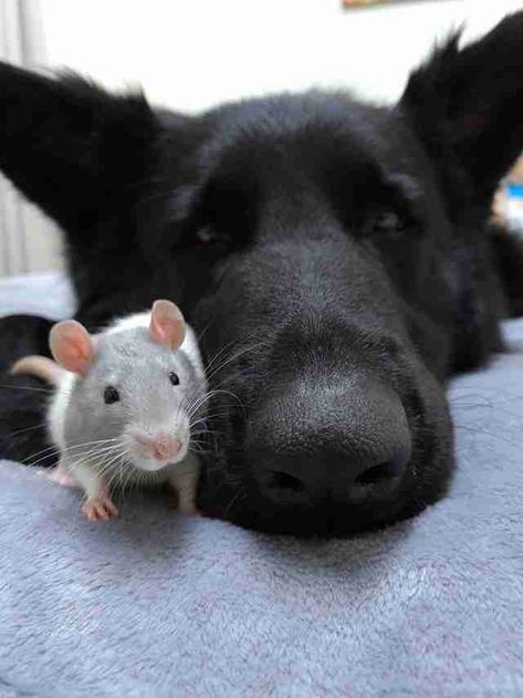 Rat Loves Nothing More Than To Snuggle His Dog Friend - The Dodo Rat Photos, Giant German Shepherd, Rat Dog, Dumbo Rat, Animals Tattoo, Animal Art Prints, Giant Dogs, Cute Rats, Animals Friendship