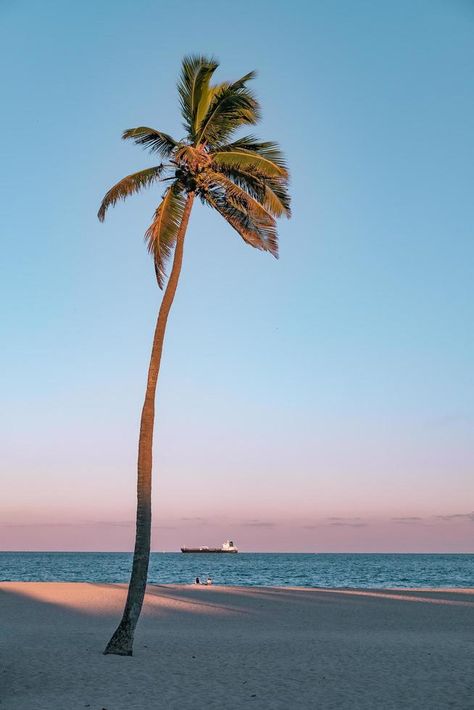 palmera de coco en la playa Wallpaper Pantai, Strand Wallpaper, California Palm Trees, Palm Trees Wallpaper, Coconut Palm Tree, Beach Wallpaper, Tree Wallpaper, Summer Wallpaper, Exhibition Poster