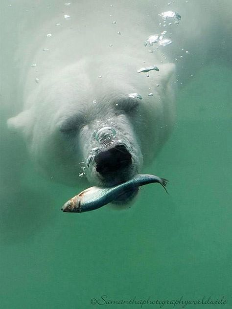 Polar bear catching a fish. Urs Polar, Wild Kingdom, Under Water, Animal Planet, Animal Photo, Nature Animals, 귀여운 동물, Animals Friends, Beautiful Creatures