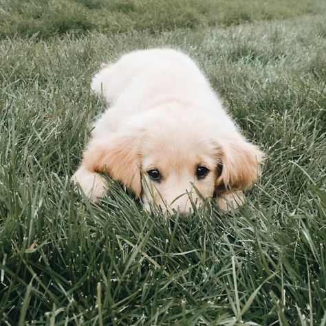 Graceinchrist: Abigail Green. @abigailmarygreen Retriever Puppy, Cute Creatures, A Puppy, Rottweiler, 귀여운 동물, Animals Friends, I Love Dogs, Animals Beautiful, Dog Love