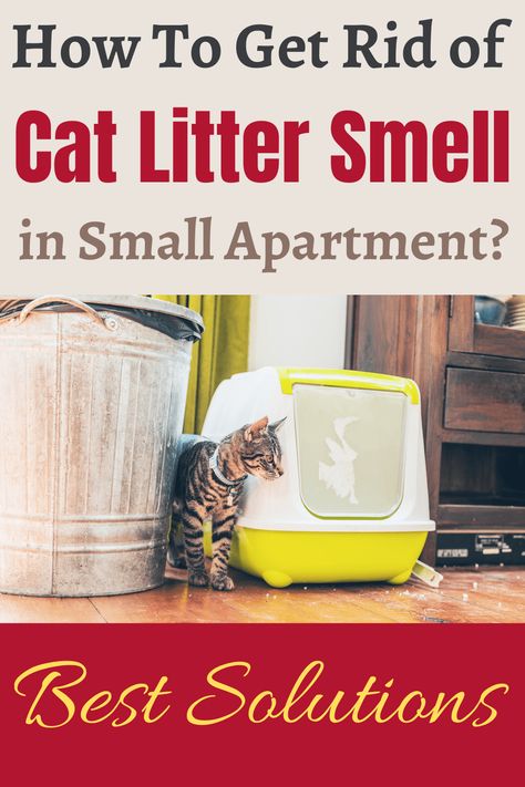 Cat Litter Smell in Small Apartment - Best Solutions Cat Litter Smell, Litter Box Smell, Best Litter Box, Litter Robot, Getting A Kitten, Happy City, Cat Proofing, Cat City, Cat Odor