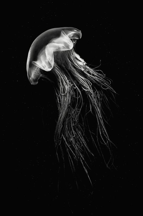 Marine Life Black And White, Jellyfish Black And White, Turtle Black And White, Black And White Jellyfish, Medusa Animal, Dark Jellyfish, Scratchboard Art, Black And White Images, Jellyfish Art